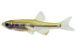 Minnows