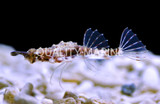 Sea Moths