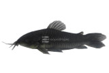 Catfish
