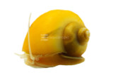 Snails