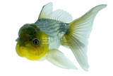 Goldfish