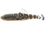 Loaches
