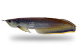 Arowanas