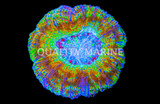 Corals, LPS