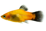 Platies