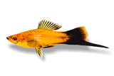 Swordtails