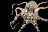 Cephalopods