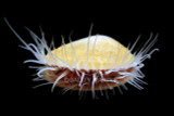 Shell, Bivalves