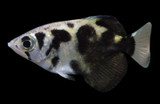 Archerfish