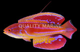 Wrasses