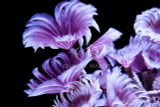 Featherdusters