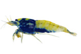 Shrimp
