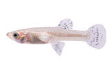 Mosquito Fish