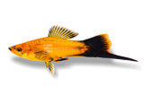 Swordtails