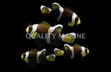 Clownfish QM Labs