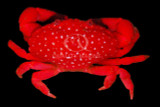 Crabs