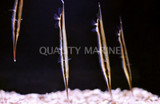 Shrimpfish