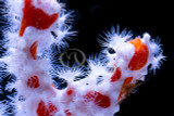 Sponges