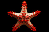 Stars