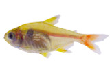 Tetras