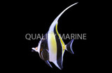 Moorish Idols