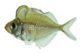 Glassfish