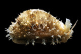 Shell, Snails