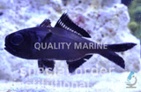 Flashlight Fish