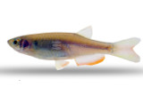 Danios