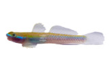 Goby