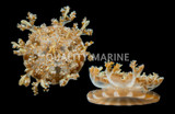Jellyfish QM Labs