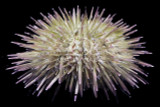 Urchins