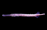 Trumpetfish