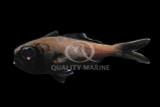 Flashlight Fish