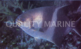 Sea Chubs