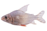 Prochilodus