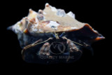 Crabs, Hermit