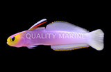 Gobies