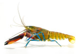 Lobster
