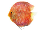 Discus