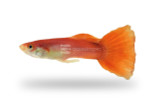Guppies