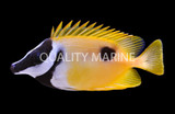 Rabbitfish