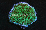 Corals, SPS