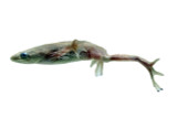 Amphibians