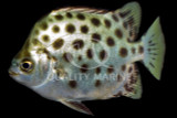 Scats
