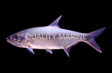 Tarpon