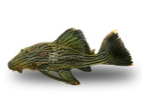 Plecostomus