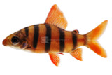 Distichodus