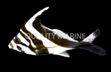 Drumfish