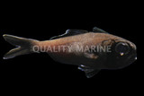 Flashlight Fish